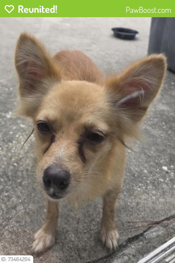 Reunited Female Dog last seen Near Foxwood Forest Blvd Humble, TX 77338 United States, Humble, TX 77338