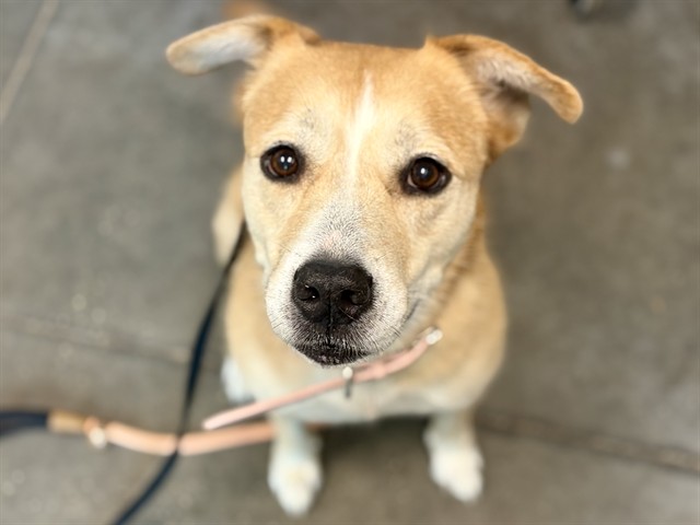 Shelter Stray Female Dog last seen RUBY DR MOUNT DORA, 12280 County Rd 448, Tavares, FL 32778, USA