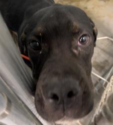 Shelter Stray Male Dog last seen EMERALDA ISLAND RD LEESBURG, 12280 County Rd 448, Tavares, FL 32778, USA
