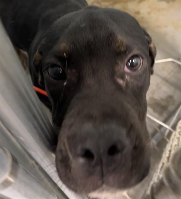 Shelter Stray Male Dog last seen EMERALDA ISLAND RD LEESBURG, 12280 County Rd 448, Tavares, FL 32778, USA