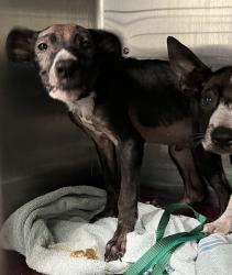 Shelter Stray Male Dog last seen AUSTIN MERRITT RD & LOOP RD GROVELAND, 12280 County Rd 448, Tavares, FL 32778, USA
