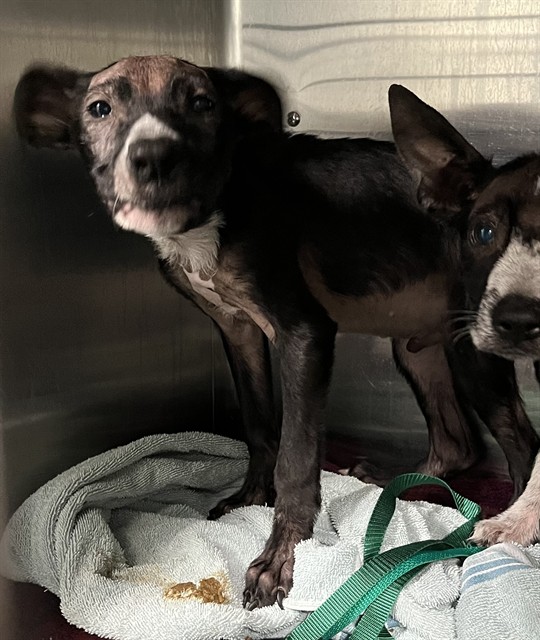 Shelter Stray Male Dog last seen AUSTIN MERRITT RD & LOOP RD GROVELAND, 12280 County Rd 448, Tavares, FL 32778, USA