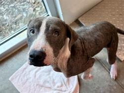 Shelter Stray Male Dog last seen COLUMBIA RD TAVARES, 12280 County Rd 448, Tavares, FL 32778, USA