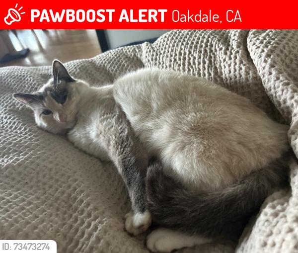 Lost Female Cat last seen Twildo/South Stearns Rd, Oakdale, CA 95361