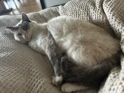 Lost Female Cat last seen Twildo/South Stearns Rd, Oakdale, CA 95361