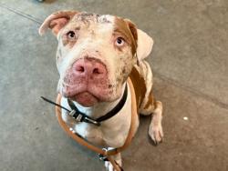 Shelter Stray Male Dog last seen EMERALDA ISLAND RD LEESBURG, 12280 County Rd 448, Tavares, FL 32778, USA