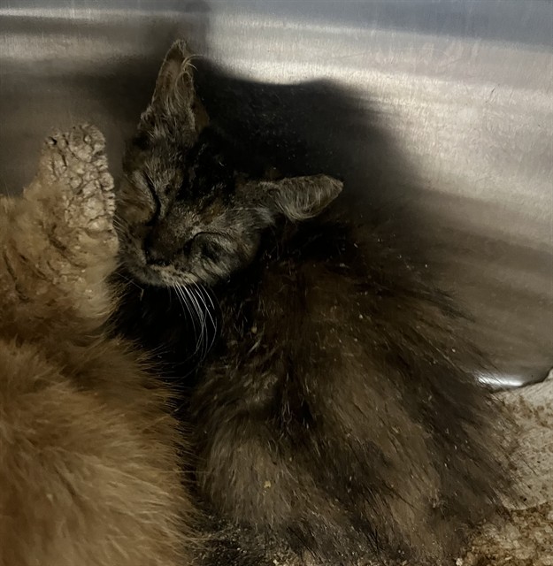 Shelter Stray Female Cat last seen VINCENT DRIVE MOUNT DORA, 12280 County Rd 448, Tavares, FL 32778, USA