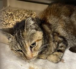 Shelter Stray Female Cat last seen FAIRVIEW AVE TAVARES, 12280 County Rd 448, Tavares, FL 32778, USA