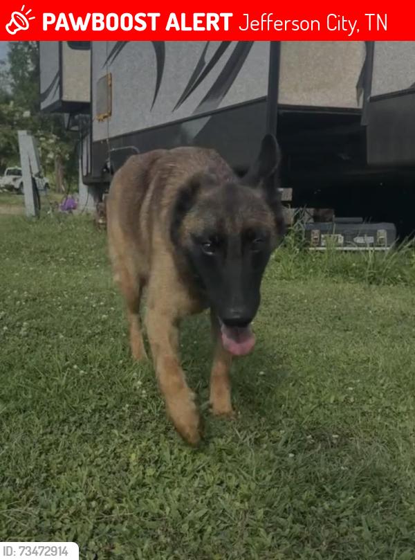 Lost Female Dog last seen Hwy 92, Old Hwy 11E, Cherokee dam, Jefferson City, TN 37760