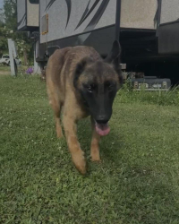 Lost Female Dog last seen Hwy 92, Old Hwy 11E, Cherokee dam, Jefferson City, TN 37760