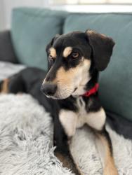 Reunited Male Dog last seen Onion Creek Park, Austin, TX 78748