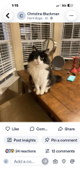 Reunited Male Cat last seen Summit Run Pl. and Chandler, Nashville, TN 37076
