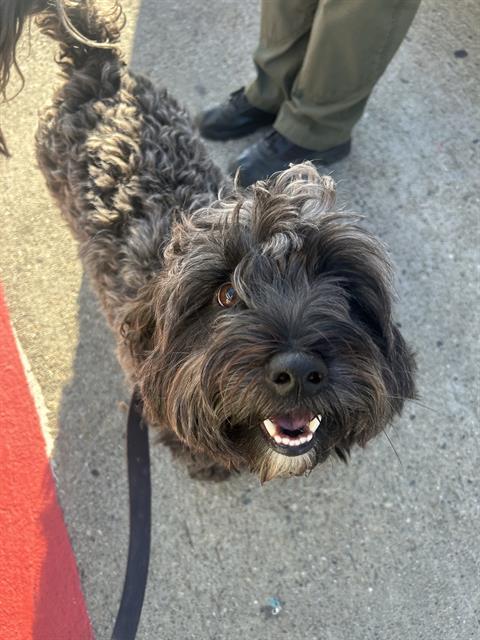 Shelter Stray Male Dog last seen Near BLOCK W TOWER, 1590 Fortmann Way, Alameda, CA 94501, USA