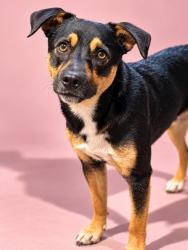 Shelter Stray Male Dog last seen Near BLOCK KIRK RD, 2020 Forest St, Jacksonville, FL 32204, USA