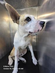 Shelter Stray Male Dog last seen Near BLOCK 22ND, 4710 TX-151, San Antonio, TX 78227, USA