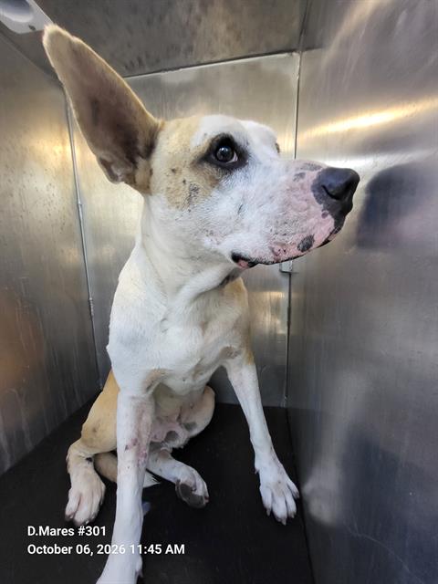 Shelter Stray Male Dog last seen Near BLOCK 22ND, 4710 TX-151, San Antonio, TX 78227, USA
