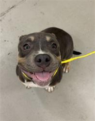 Shelter Stray Female Dog last seen Near BLOCK SEVEN OAKS BLVD, WINTER SPRINGS FL 32708, 232 Eslinger Way, Sanford, FL 32773, USA