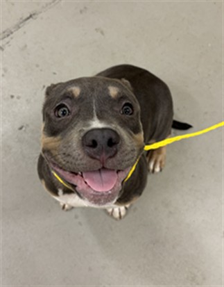 Shelter Stray Female Dog last seen Near BLOCK SEVEN OAKS BLVD, WINTER SPRINGS FL 32708, 232 Eslinger Way, Sanford, FL 32773, USA
