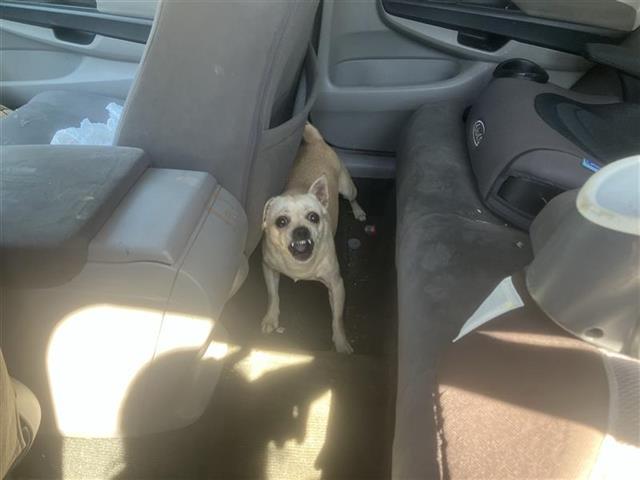 Shelter Stray Male Dog last seen WEST AVE AND BASSE, 4710 TX-151, San Antonio, TX 78227, USA