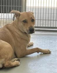 Shelter Stray Female Dog last seen Near BLOCK N PIMA AVE FRESNO CA 93722, 5277 E Airways Blvd, Fresno, CA 93727, USA