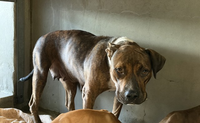 Shelter Stray Female Dog last seen Near BLOCK DUFFY ST, 333 Chandler Pl, San Bernardino, CA 92408, USA