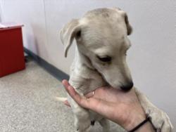 Shelter Stray Male Dog last seen Near BLOCK AVE 422, REEDLEY, CA, Visalia, CA 93292, USA