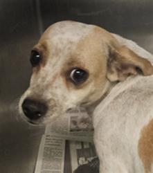 Shelter Stray Female Dog last seen , 1850 W 60th St, Los Angeles, CA 90047, USA