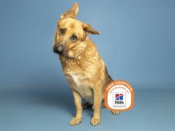 Shelter Stray Male Dog last seen 16TH ST - SOUTHERN, 5501 E Van Buren St, Phoenix, AZ 85008, USA