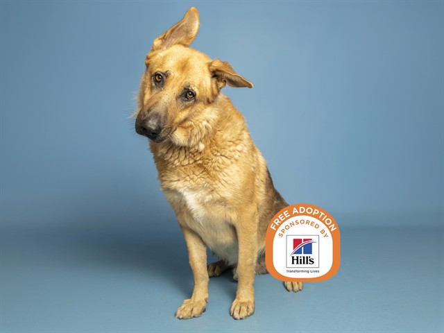 Shelter Stray Male Dog last seen 16TH ST - SOUTHERN, 5501 E Van Buren St, Phoenix, AZ 85008, USA