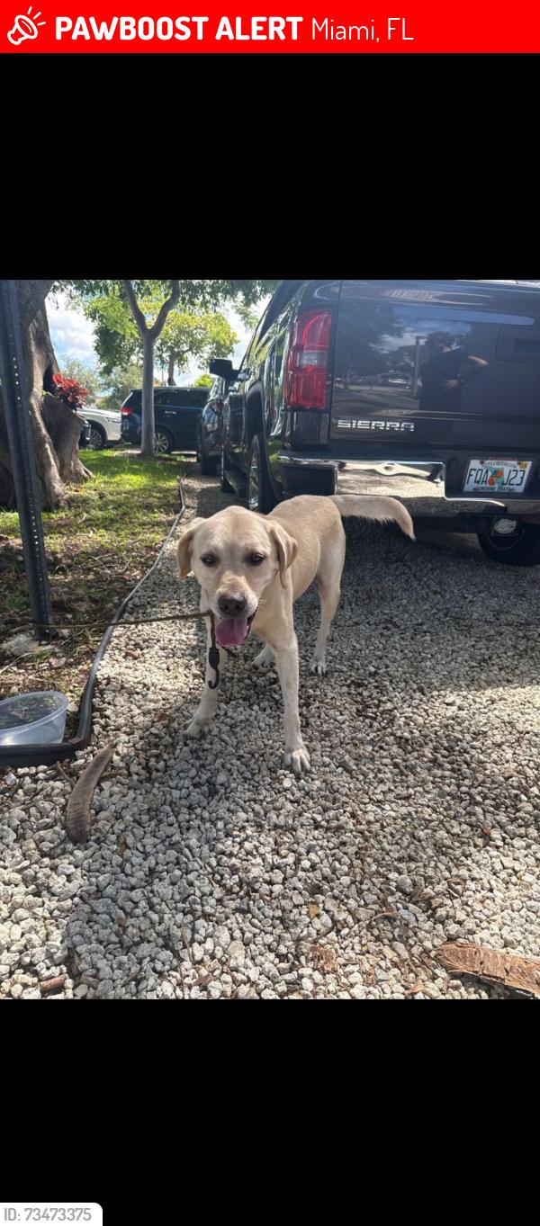 Lost Male Dog last seen Near and coral way, Miami, FL 33155
