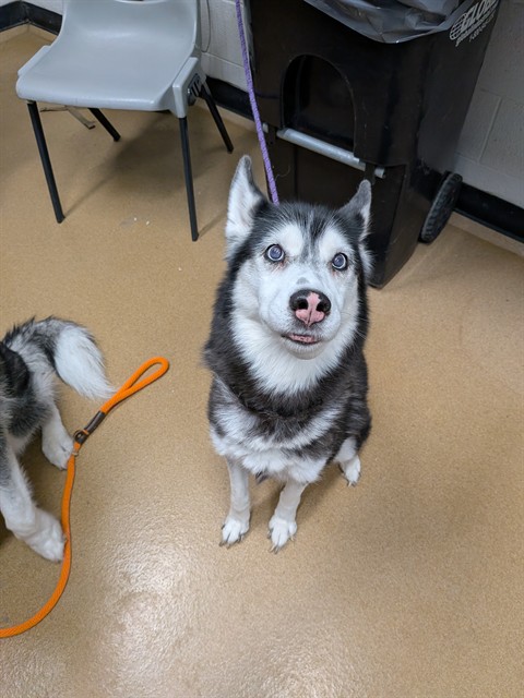 Shelter Stray Female Dog last seen DARDENNE PR, 4850 Mid Rivers Mall Dr, St Peters, MO 63376, USA