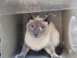 Shelter Stray Male Cat last seen , 957 N Gaffey St, San Pedro, CA 90731, USA