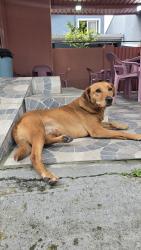 Found/Stray Female Dog last seen Prox a upa 24 do cajuru, Cajuru, PR 82970-000