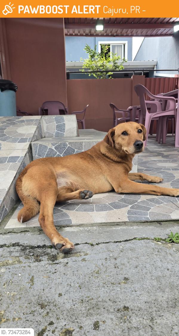 Found/Stray Female Dog last seen Prox a upa 24 do cajuru, Cajuru, PR 82970-000