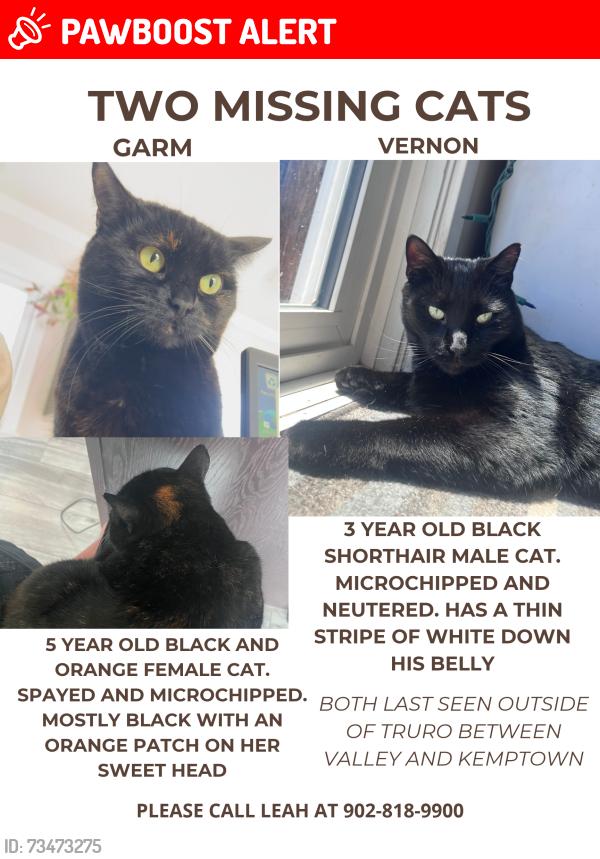 Lost Female Cat last seen Toward East Mountain, East Mountain, NS B6L 2N8