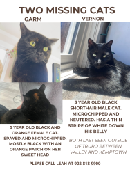 Lost Female Cat last seen Toward East Mountain, East Mountain, NS B6L 2N8
