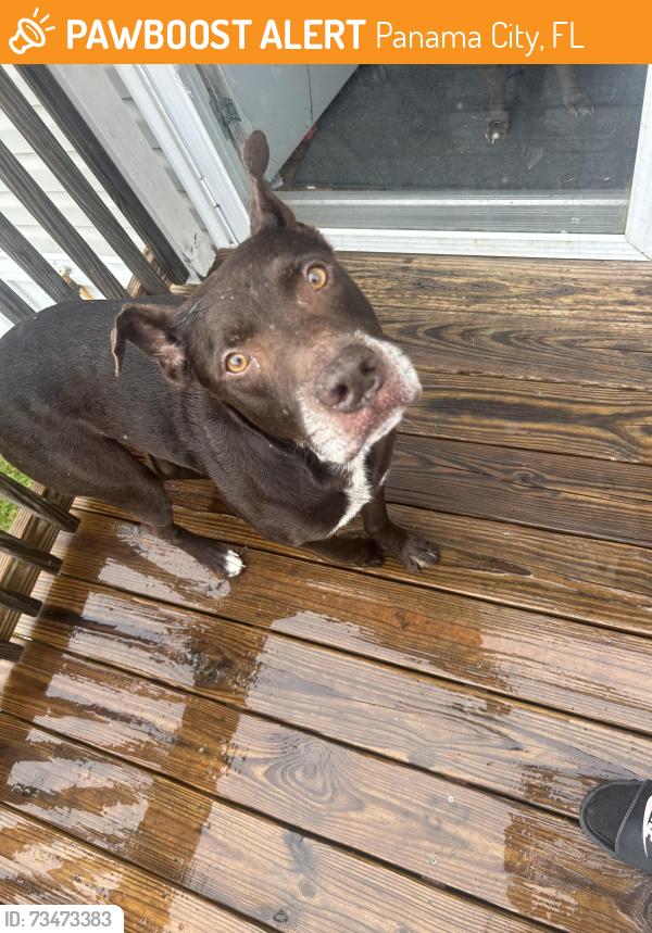 Found/Stray Male Dog last seen John pitts Rd, Cluster rd, Brandon rd, Panama City, FL 32404