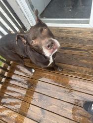 Found/Stray Male Dog last seen John pitts Rd, Cluster rd, Brandon rd, Panama City, FL 32404
