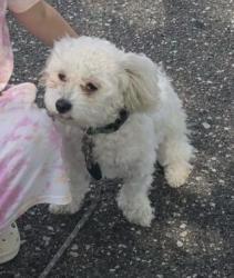 Reunited Female Dog last seen Ardenwood and lema, Spring Hill, FL 34609