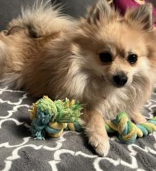 Reunited Male Dog last seen Last seeing running from this neighborhood, Anaheim, CA 92807