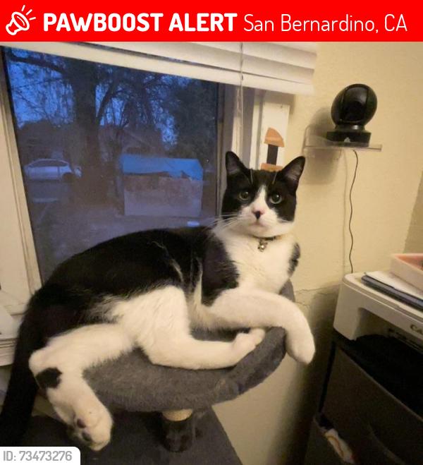 Lost Male Cat last seen Congress st and, San Bernardino, CA 92410