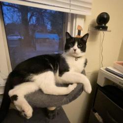 Lost Male Cat last seen Congress st and, San Bernardino, CA 92410