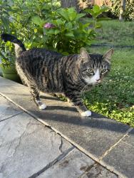 Reunited Male Cat last seen Willow Oak Pl, Springfield, VA 22153