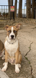 Lost Male Dog last seen Near and Oates dr., Mesquite, TX 75150