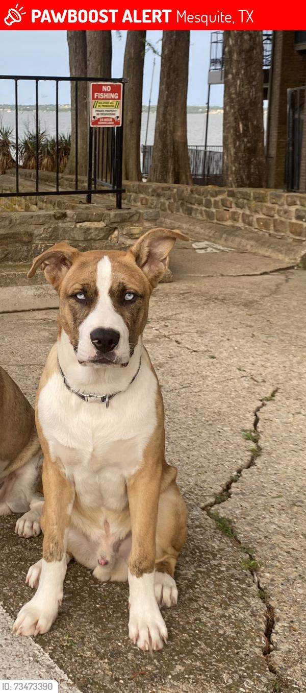 Lost Male Dog last seen Near and Oates dr., Mesquite, TX 75150