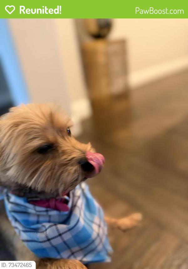 Reunited Female Dog last seen Gabe Nesbitt park, McKinney, TX 75070