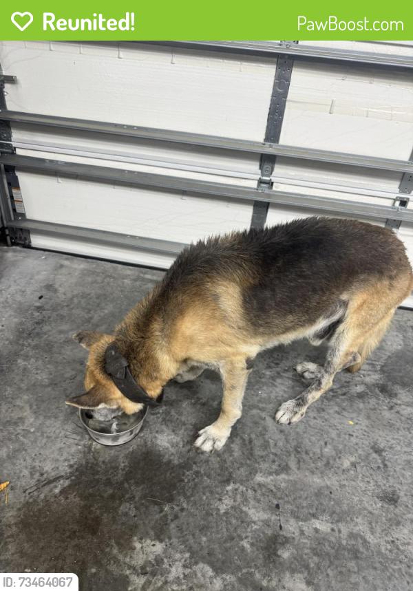 Reunited Female Dog last seen Spring Ridge ests, Eustis, FL 32736