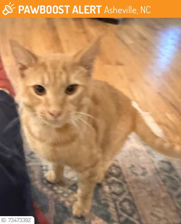 Found/Stray Male Cat last seen New Leicester highway, Asheville, NC 28806