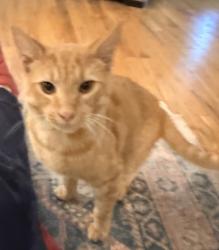 Found/Stray Male Cat last seen New Leicester highway, Asheville, NC 28806