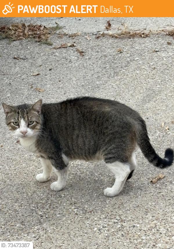 Found/Stray Unknown Cat last seen Near the dead end of Oregon Ave, Dallas, TX 75203
